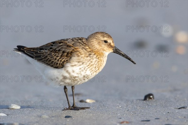 Dunlin