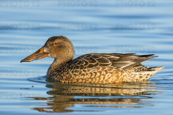 Shoveler