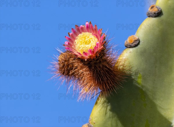 Neoraimondia herzogiana Flower