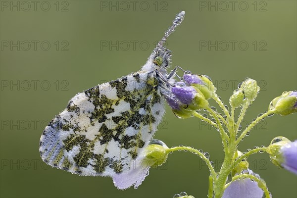 Aurora butterfly on meadowfoam