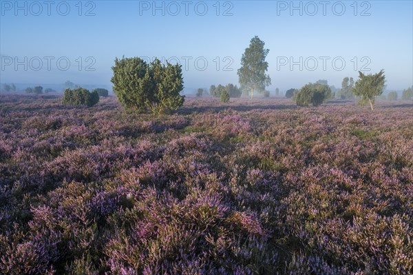 Heath landscape, flowering common heather (Calluna vulgaris), birch (Betula), common juniper (Juniperus communis), blue sky, Lueneburg Heath, Lower Saxony, Germany, Europe