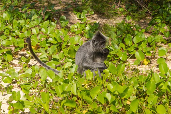 Silvery lutung or silvered leaf langur monkey (Trachypithecus cristatus) feeding in Bako national park on the sand beach. Borneo, Malaysia, Asia