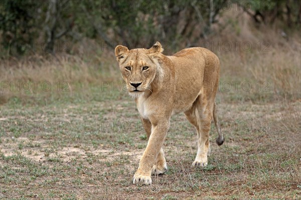 Lion (Panthera leo), adult, female, running, Sabi Sand Game Reserve, Kruger National Park, Kruger National Park, South Africa, Africa