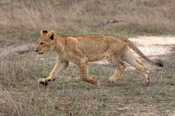 Lion (Panthera leo), young, stalking, running, alert, Sabi Sand Game Reserve, Kruger National Park, Kruger National Park, South Africa, Africa