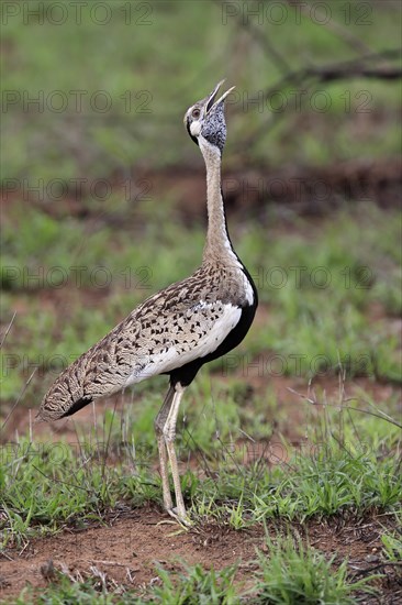 Red-crested Bustard, (Lophotis ruficrista), adult, calling, Kruger National Park, Kruger National Park, South Africa, Africa