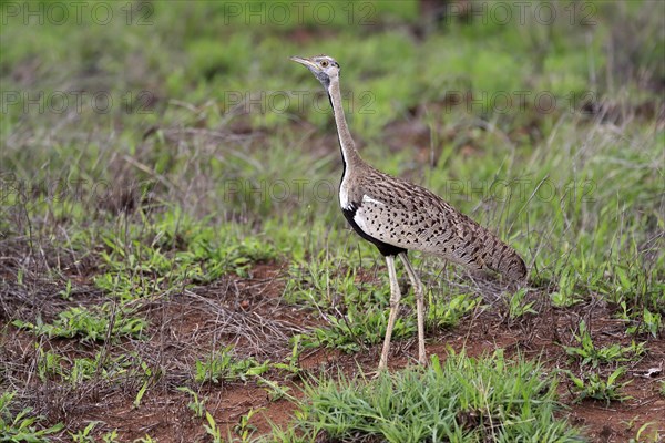 Red-crested Bustard, (Lophotis ruficrista), adult, foraging, vigilant, Kruger National Park, Kruger National Park, South Africa, Africa