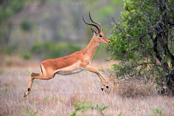 Black Heeler Antelope, (Aepyceros melampus), adult, male, jumping, Sabi Sand Game Reserve, Kruger National Park, Kruger National Park, South Africa, Africa