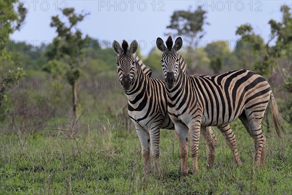 Burchell's zebra (Equus quagga burchelli), adult, two zebras, alert, Kruger National Park, Kruger National Park, South Africa, Africa