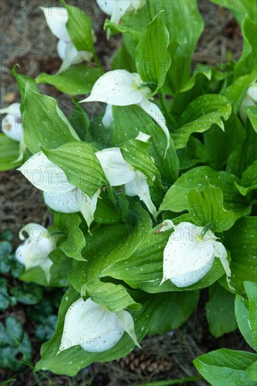 Beautiful orchid flowers of white color with green leaves in the garden. Lady's-slipper hybrids. Close up