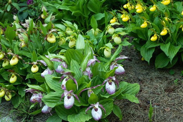 Beautiful orchid flowers of yellow and pink color with green leaves in the garden. Lady's-slipper hybrids. Close up