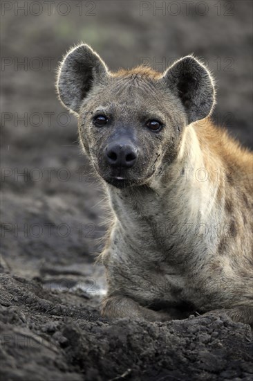 Spotted hyena (Crocuta crocuta), adult, portrait, alert, Sabi Sand Game Reserve, Kruger National Park, Kruger National Park, South Africa, Africa