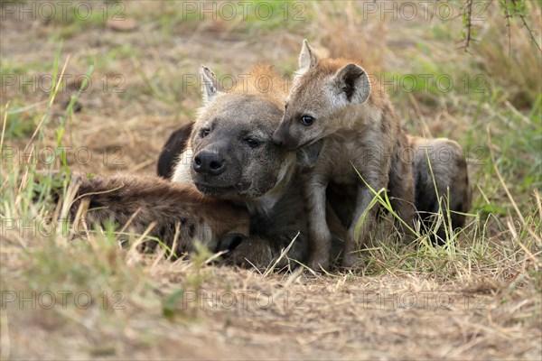 Spotted hyena (Crocuta crocuta), adult, young, mother with young, at the den, social behaviour, Kruger National Park, Kruger National Park, South Africa, Africa