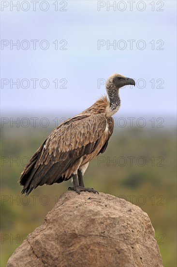 White-backed vulture (Gyps africanus), adult, alert, on rocks, Sabi Sand Game Reserve, Kruger National Park, Kruger National Park, South Africa, Africa