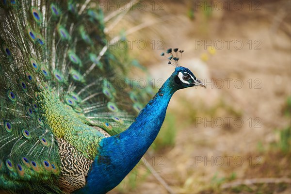 Indian peafowl (Pavo cristatus) doing a cartwheel, spreading its feathers, eyes, France, Europe