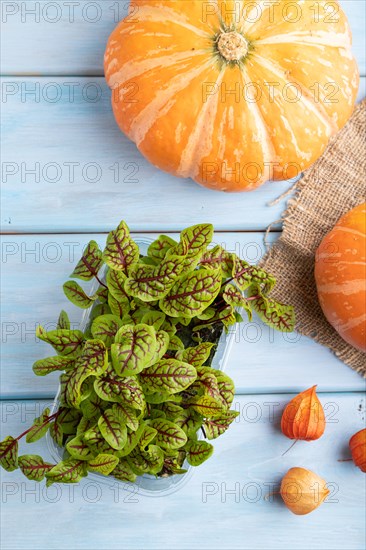 Microgreen sprouts of sorrel with pumpkin on blue wooden background. Top view, flat lay, close up