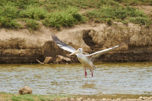 Great white pelican (Pelecanus onocrotalus) starting from the water, France, Europe