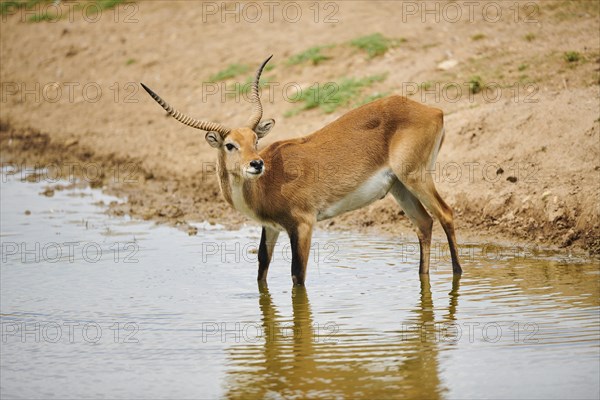 Southern lechwe (Kobus leche) in a waterhole in the dessert, captive, distribution Africa