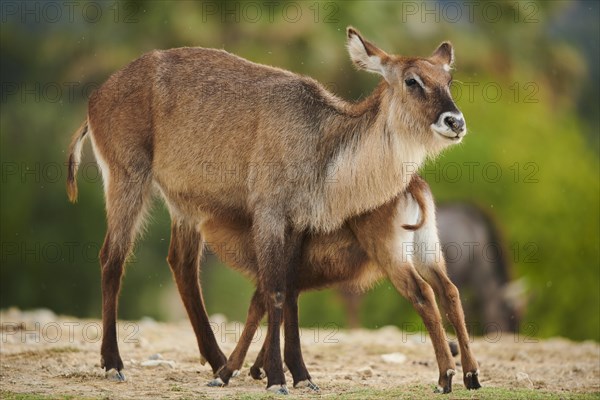 Waterbuck (Kobus defassa) mother with calf in the dessert, captive, distribution Africa