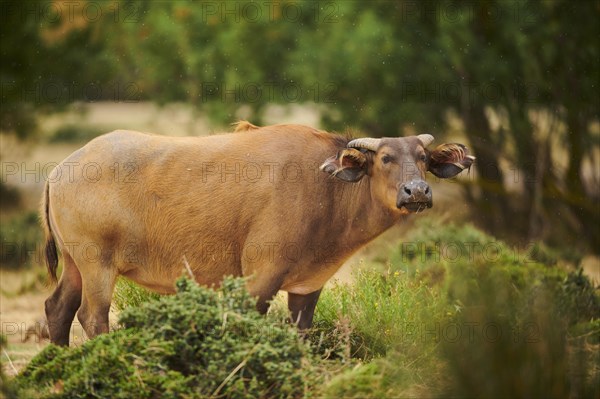 Red buffalo (Syncerus caffer nanus) in the dessert, captive, distribution Africa