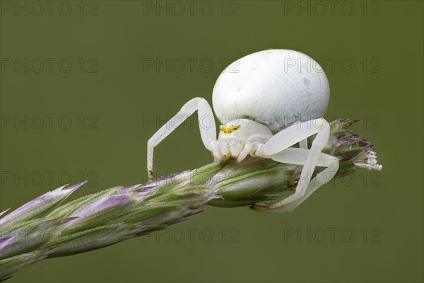 Variable crab spider