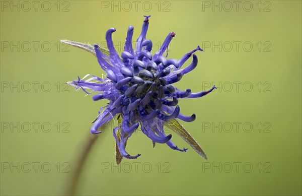 Round-headed rampion