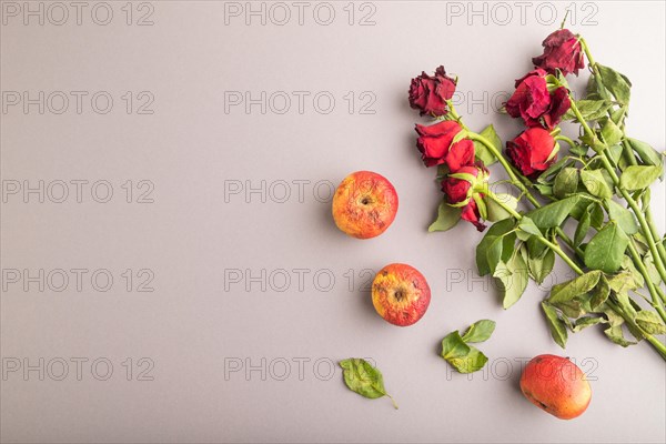 Withered, decaying, roses flowers and apples on gray pastel background. top view, flat lay, copy space, still life. Death, depression concept