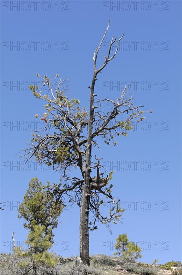 Tree at the canyon rim, Bryce Canyon National Park, Utah, USA, North America