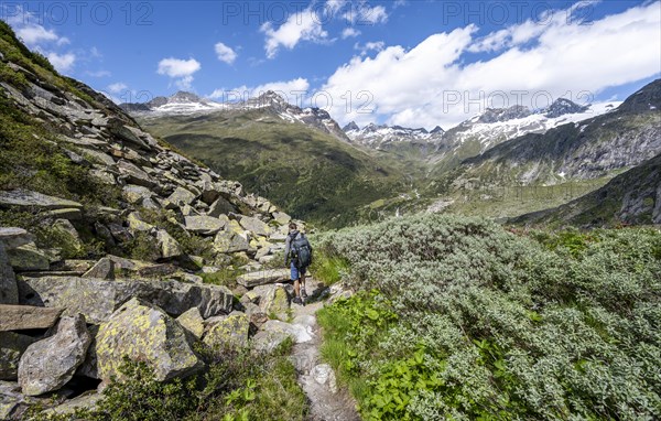 Mountaineers on a hiking trail in front of a picturesque mountain landscape, rocky mountain peaks with snow, valley Zemmgrund with Zemmbach, mountain panorama with summit Zsigmondyspitze and Grosser Moerchner, Berliner Hoehenweg, Zillertal Alps, Tyrol, Austria, Europe