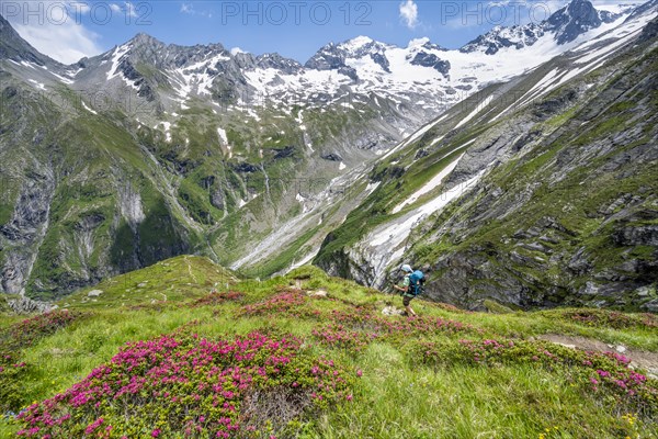 Mountaineer on hiking trail in picturesque mountain landscape with blooming alpine roses, in the background mountain peak Grosser Loeffler and Oestliche Floitenspitze with glacier Floitenkees, valley Floitengrund, Berliner Hoehenweg, Zillertal Alps, Tyrol, Austria, Europe