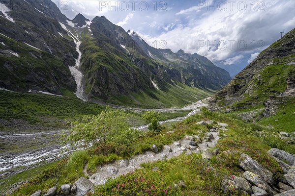 Hiking trail to Greizer Huette, green Floitengrund mountain valley with Floitenbach mountain stream, Berliner Hoehenweg, Zillertal Alps, Tyrol, Austria, Europe