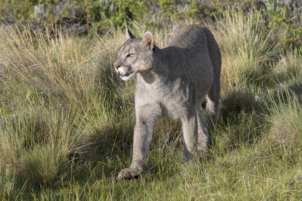 Cougar (Cougar concolor), silver lion, mountain lion, cougar, panther, small cat, Torres del Paine National Park, Patagonia, end of the world, Chile, South America