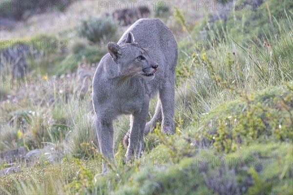 Cougar (Cougar concolor), silver lion, mountain lion, cougar, panther, small cat, Torres del Paine National Park, Patagonia, end of the world, Chile, South America