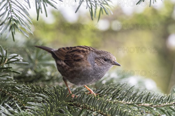 Dunnock (Prunella modularis), Emsland, Lower Saxony, Germany, Europe