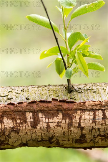 European beaver (Castor fiber) or Eurasian beaver, habitat, felled branch of a willow (Salix) with feeding marks, traces of gnawing teeth, new shoots, Allerpark, Wolfsburg, Lower Saxony, Germany, Europe