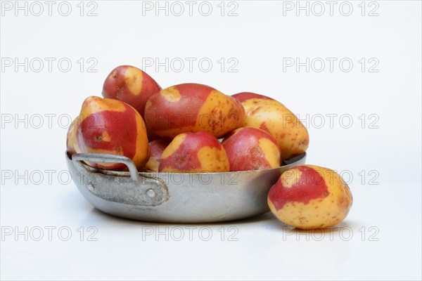 Potatoes in skin, Celebration variety, rarity