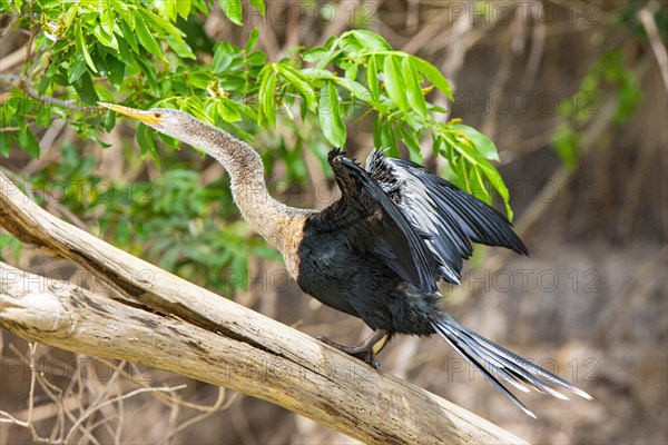 American darter (Anhinga anhinga) Pantanal Brazil