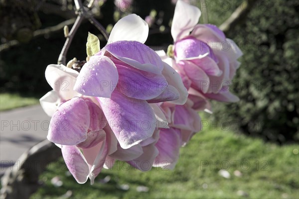 Magnolias (Magnolia), blossom, Baden-Wuerttemberg, Germany, Europe