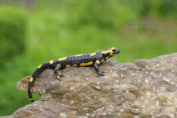 Fire salamander (Salamandra salamandra), running over a stone, Wildlife, North Rhine-Westphalia, Germany, Europe