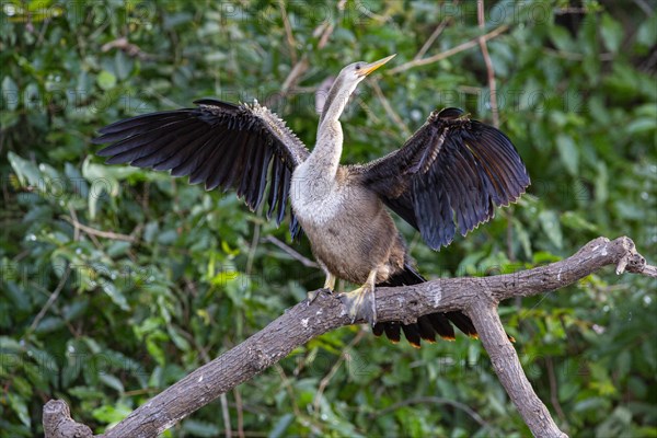 American darter (Anhinga anhinga) Pantanal Brazil