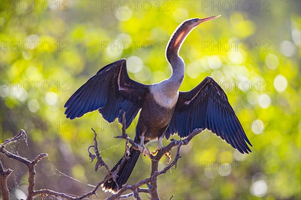 American darter (Anhinga anhinga) Pantanal Brazil