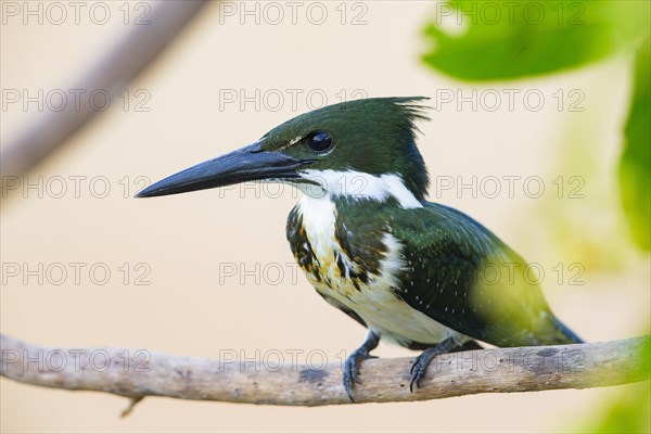 Amazon kingfisher (Chloroceryle amazona) Pantanal Brazil