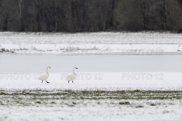 Tundra swans (Cygnus bewickii), Emsland, Lower Saxony, Germany, Europe