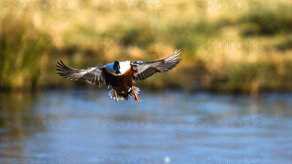 Northern Shoveler, Spatula clypeata, male in flight over marshes