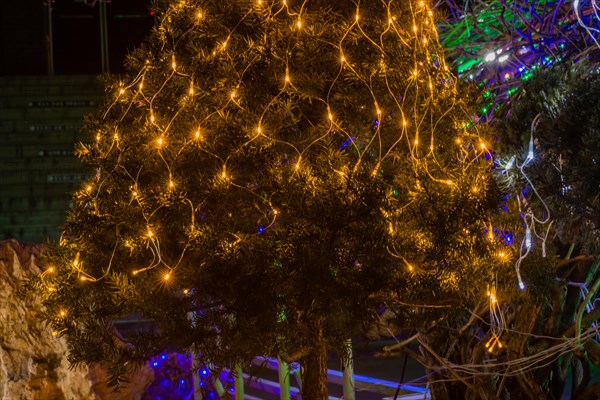Christmas lights illuminating evergreen tree at night in South Korea