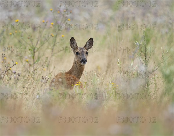 European roe deer (Capreolus capreolus), doe standing in a meadow and looking attentively, wildlife, Lower Saxony, Germany, Europe