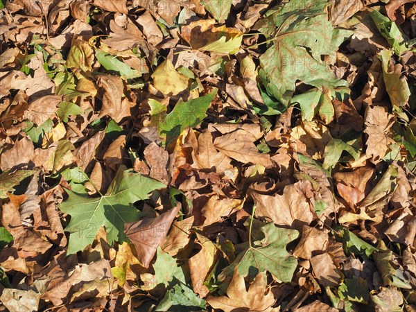 Brown leaves texture background