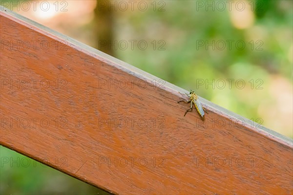Closeup of Long-legged fly, Dolichopodidalarge flying insect on a brown wooden handrail with soft blurred background