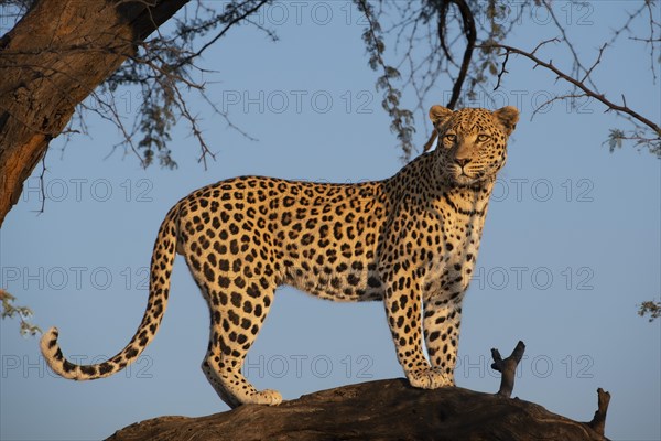 Leopard (Panthera pardus) looking out on a tree, Khomas region, Namibia, Africa