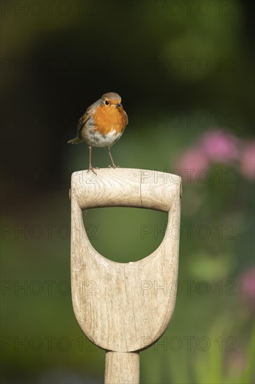 European robin (Erithacus rubecula) adult bird on a garden fork handle, Suffolk, England, United Kingdom, Europe