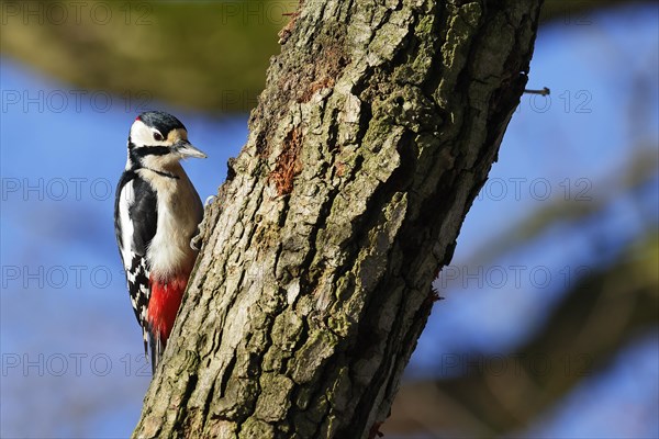 Great spotted woodpecker (Dendrocopos major), male sitting on a branch, Schleswig-Holstein, Germany, Europe